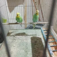 فروش 3جفت مرغ  رنبو