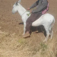 الاغ ماده کاملن سالم