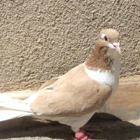 کبوتر کفتر ساده زرد