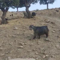 بزوبزغاله