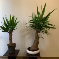 گلدان یوکا تنه درختی بنسای آپارتمانی