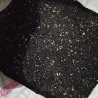 بذر پیاز قرمز تمیز شده