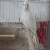 عروس هلندی البینو با تخم