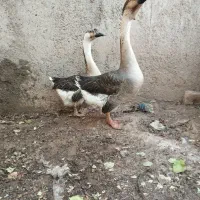 غو غاز استرالیایی