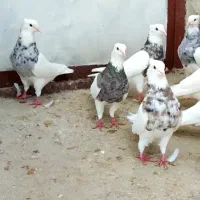 کبوتر
