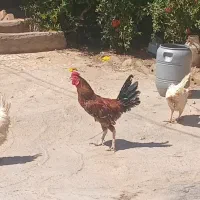 خروس