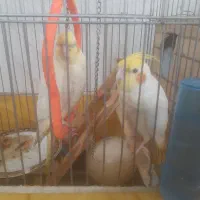 عروس هلندی جفت با ۵  عدد تخم