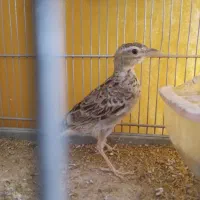 جوجه سهره خاکی