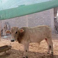 گاو نر