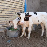 گوساله نر