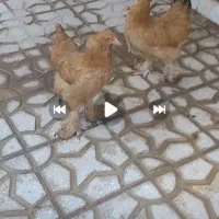 مرغ امپراطور
