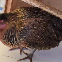 مرغ تخم گذار