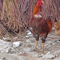 خورس لاری