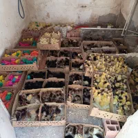 جوجه کاکلی محلی گلاب