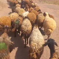 میش‌بره‌دار