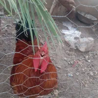 خروس محلی ماکیان لاری باجوجه