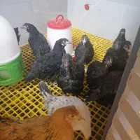 جوجه استرالوپ