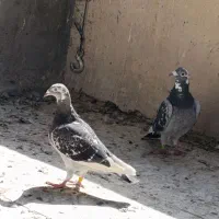 آردن
