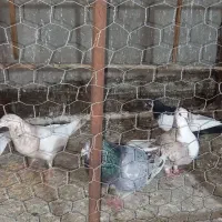 کبوتر یا کفتر سار بوم کلاغ