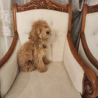 سگ پودل|سگ|تهران, پاسداران|دیوار