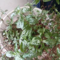 زمین-کشاورزی
