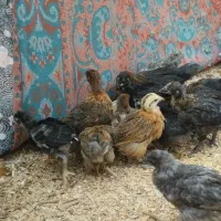 جوجه محلی 55 روزه