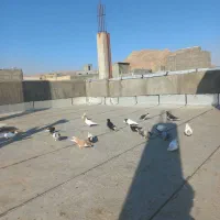 کبوتر رنگی فروش یکجا