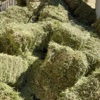 یونجه درجه یک