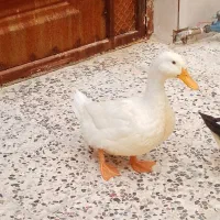اوردک|پرنده|ایذه, |دیوار
