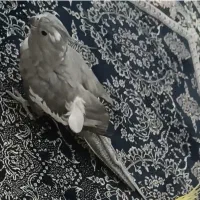 دوعددعروس هلندی