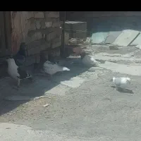 ۸عدد کبوتر پرشی