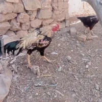 خروس‌لاریومرغ
