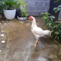 فروش خروس لاری سفید