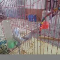 مرغ عشق نر و ماده