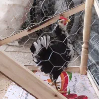 خروس