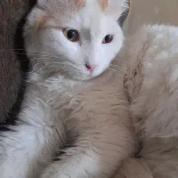 گربه ترکیش آنغوره این گربه فقط یک رگه داره