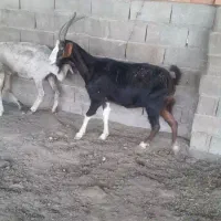یه راس بز ابستن چادمه