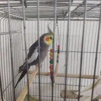 عروس هلندی نر