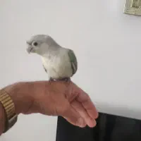 راهب خورشیدی جوجه گرینچیک مینت سرلاکی نر
