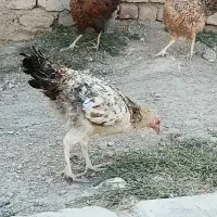 جوجه ۷ ماهه