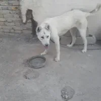 سگ سرابی|سگ|ارومیه, |دیوار