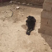 معاوضه سگ با حیوانات خانگی