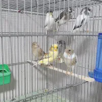 تعدادی قناری گلستر ، کاکلی و بدون کاکل