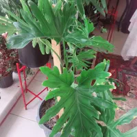 گل بگ انجیری ۷۰۰ تومن
