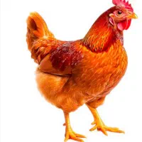 مرغ