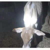 گوساله نر