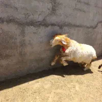گوسفند|لوازم جانبی حیوانات|شیراز, بید زرد|دیوار