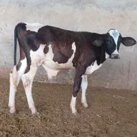 گوساله نر پاکستانی