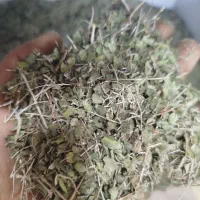 گل محمدی|گل و گیاه طبیعی|فیروزآباد (فارس), |دیوار