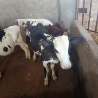 گوساله نر